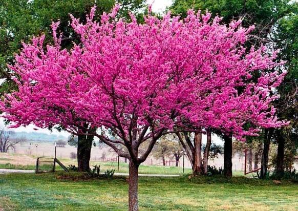 Cercis (Jidášův strom): popis a použití