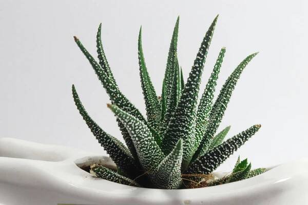 Základová fotografie na téma bílé pozadí, botanický, čerstvý, červená, čištění, design interiéru, domácí kancelář, elegantní