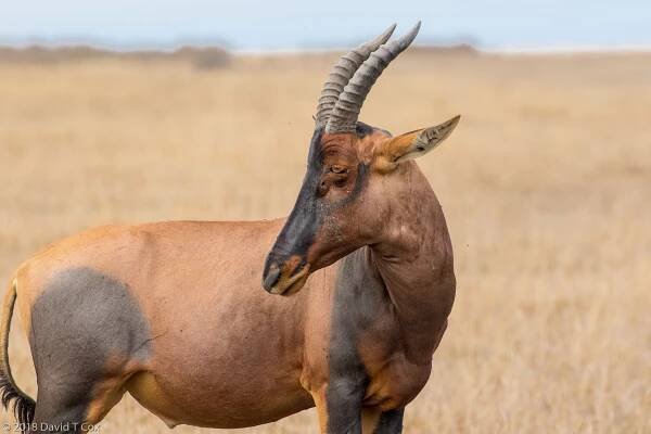 Topi, Masai Mara NR, Kenya - Dave's Travelogues