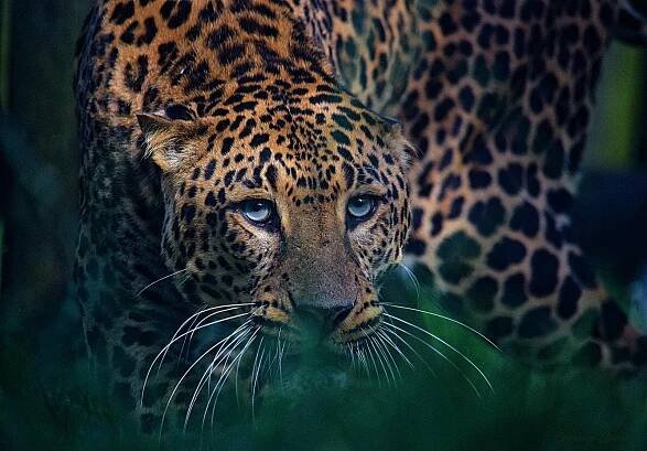Heythrop Zoological Gardens