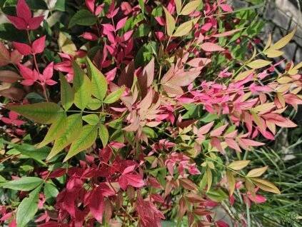 Nandina domácí Obsessed 'Seika'