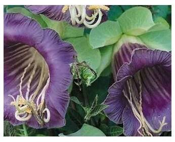 Vilec šplhavý modrý - Cobaea scandens - prodej semen - 7 ks