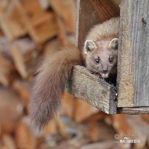 Kuna lesní | Naturfoto.cz