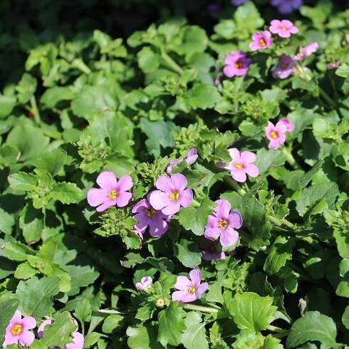 Semena bakopy – Bakopa Pinktopia – Bacopa sutera cordata