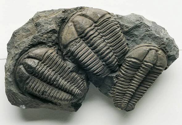 Soubor:Trilobiti .jpg
