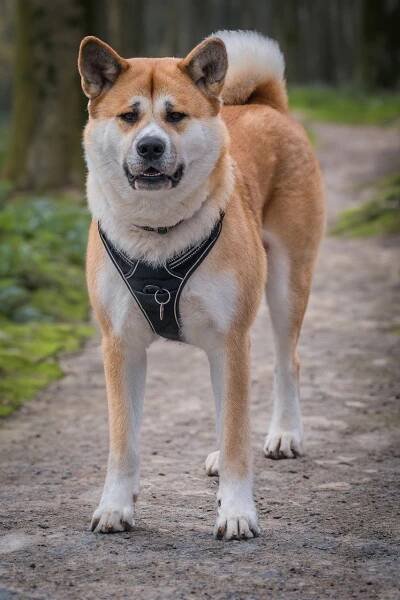 Kolik stojí Akita Inu: Cena a náklady na péči 5