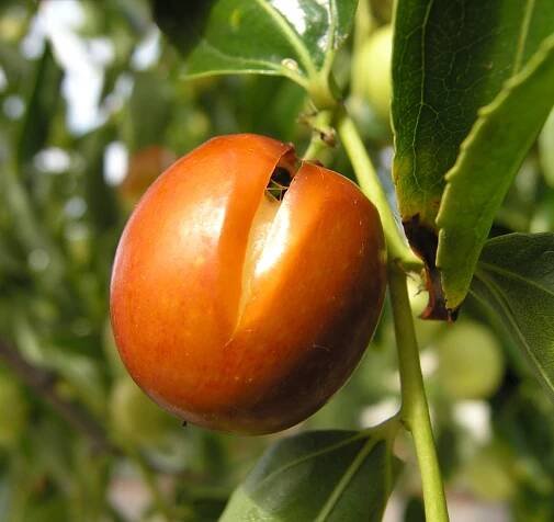 Ziziphus jujuba Mill. - Portale della Flora d'Italia / Portal to the Flora of Italy