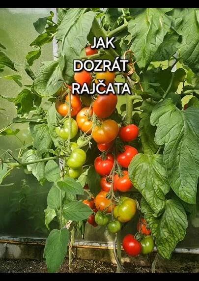 JAK TO UDĚLAT, ABY VŠECHNA RAJČATA DOZRÁLA