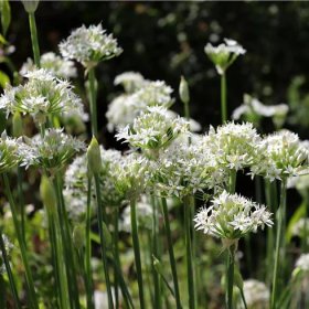 Bílá louka Krajková – letničková směs – luční kvítí – semena prodej