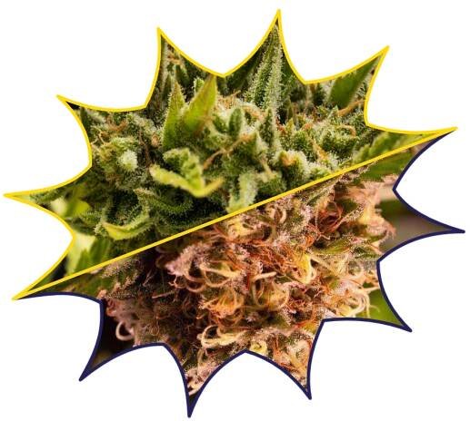 Gorilla Glue #4 vs. Gorilla Haze: Gorilla Strains Go Ape | Weed Knowledge