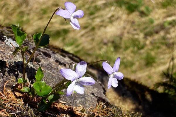 Violka vonná (Viola odorata)