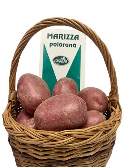 Sadba brambor Marizza (pytel 5kg)