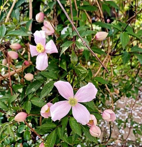 Plamének horský Rubens (Clematis montana)
