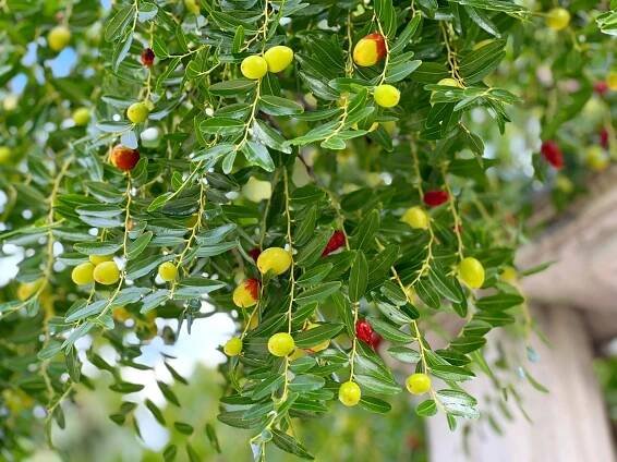 Chinese Jujube: Benefits, Medicinal Uses & Dosage