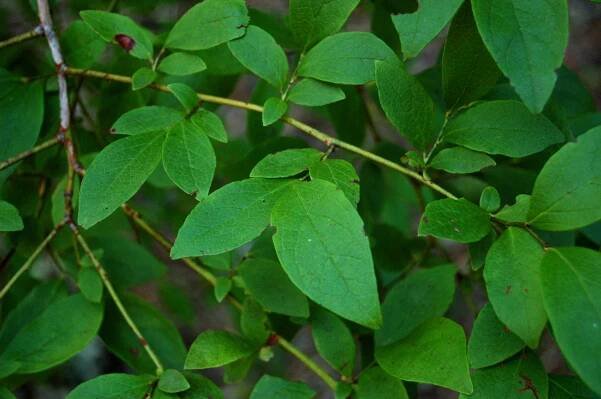 Vaccinium corymbosum - Wikimedia Commons