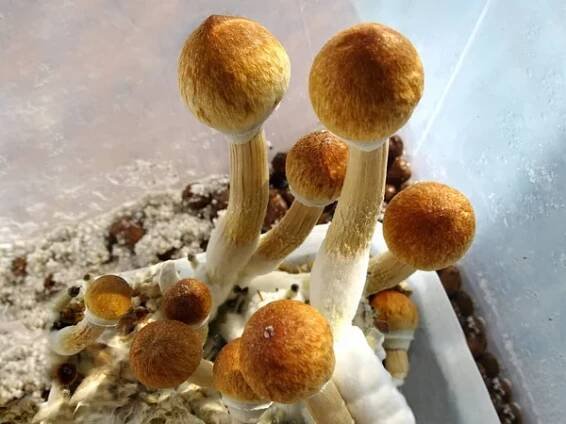 Lysohlávka kubánská, magické houby — Stock obrázek