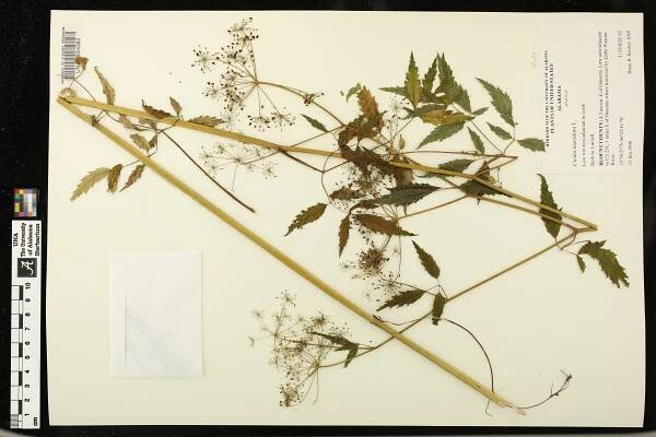 Cicuta maculata - Species Page - APA: Alabama Plant Atlas 