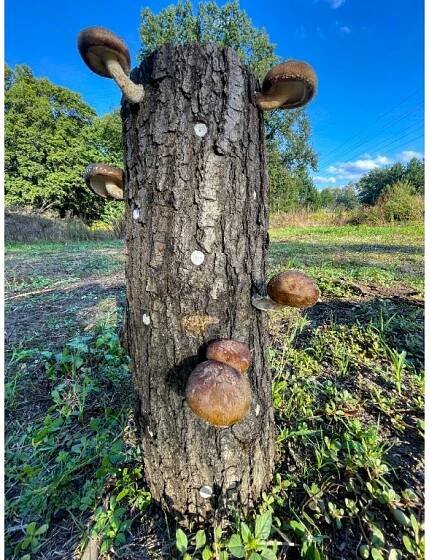 Shiikmen - True Shiitake