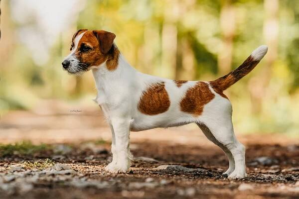Des’ree od Hadího potoka – Jack Russell teriér od Hadího potoka