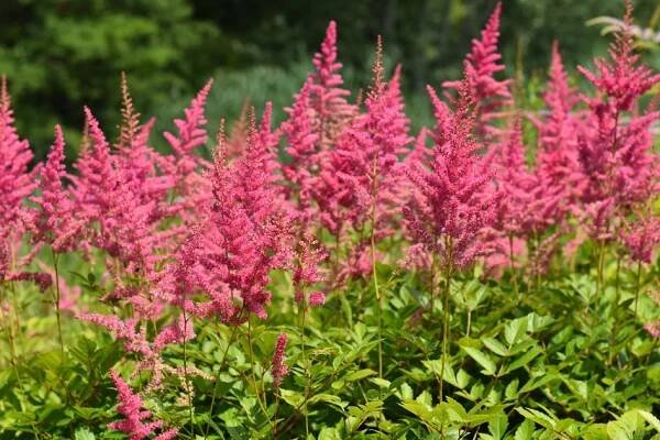 Astilbe Anita Pfeifer
