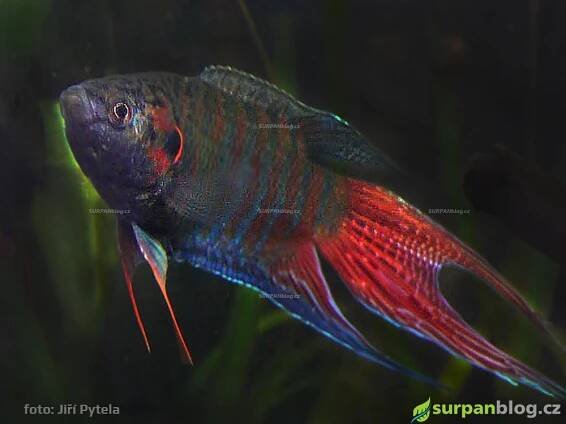 Rájovec dlouhoploutvý – Macropodus opercularis