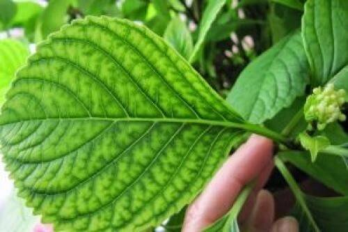 Proč listy hortenzie zčervenají? Chloróza hortenzie