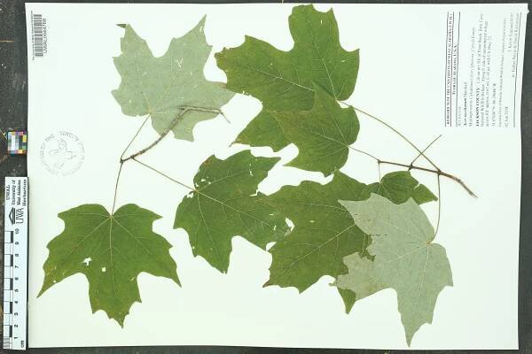 Acer saccharum - Species Page - APA: Alabama Plant Atlas 