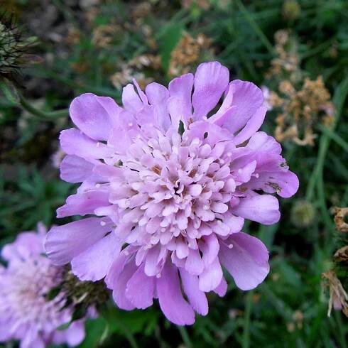 Scabiosa Pink Mist