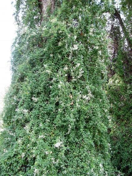 Opletka čínská - Fallopia aubertii