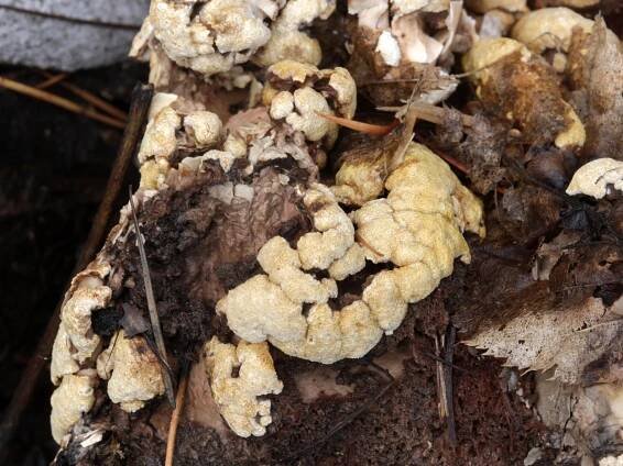 Sordariomycetes - tvrdohouby - myko.cz