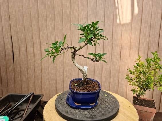 bonsai libany  Seznam.cz