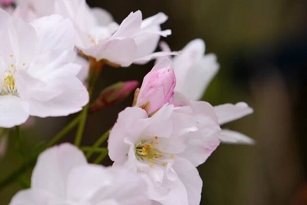 Sakura ozdobná Amanogawa (Prunus serrulata)