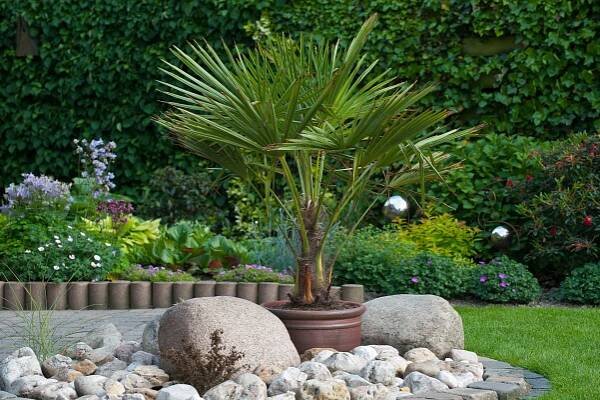 Hardy Fan Palm Trachycarpus Fortunei