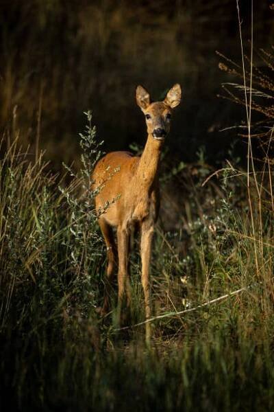 krásná samice srnce (capreolus capreolus) - srna - stock snímky, obrázky a fotky