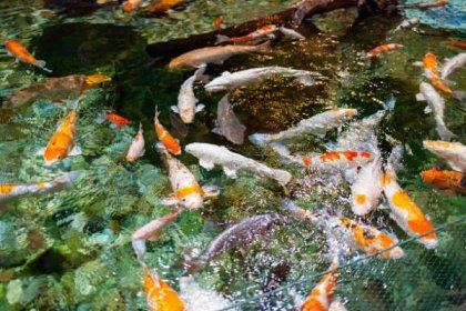 japonská zahrada s koi rybami - kaprovití - stock snímky, obrázky a fotky