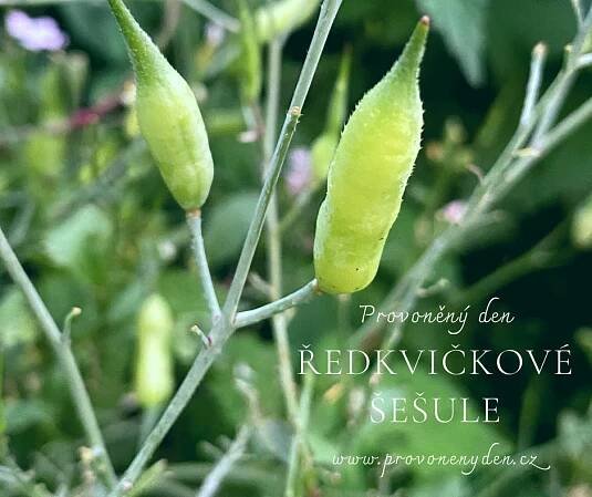 Ředkvičkové šešule