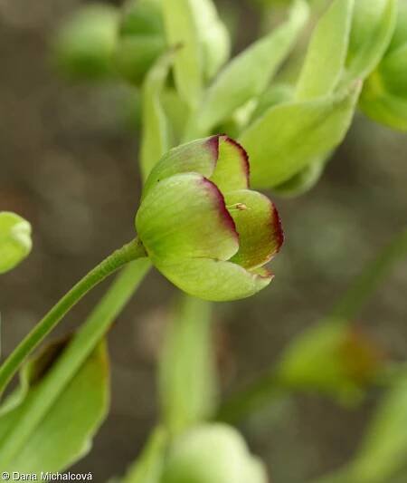 Helleborus foetidus – čemeřice smrdutá