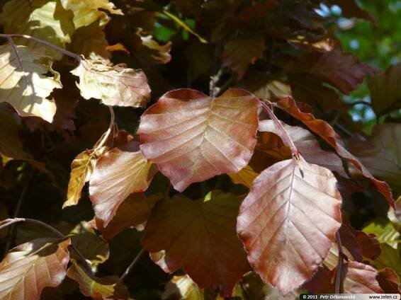 Fagus sylvatica Red Obelisk buk lesní