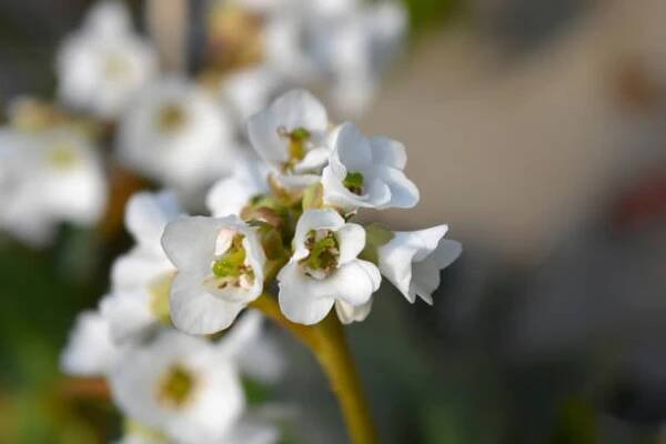 bergenia bressingham bílá - bergenie - stock snímky, obrázky a fotky