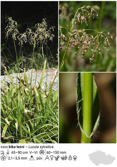 bika lesní – Luzula sylvatica