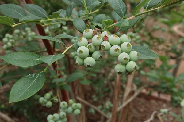 Evergreen blueberry