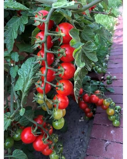 Hochbeet Tomate Topf-Ø ca. 10,5 cm (Solanum lycopersicum)