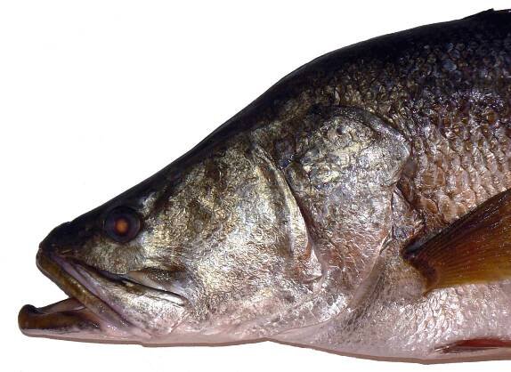 Robalo nilský