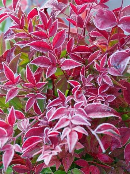 Nandina domácí 'Curly Obsessed'