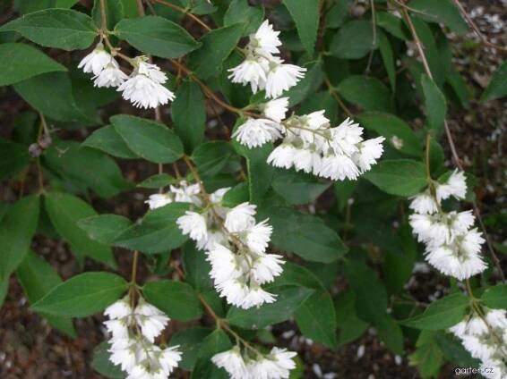 Trojpuk drsný - Deutzia scabra