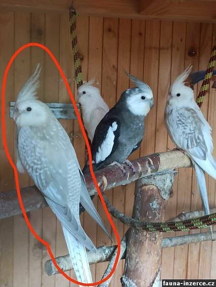 Jihočeský kraj, fauna inzerce