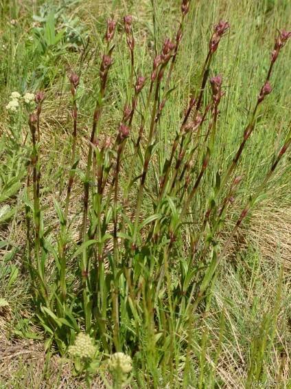 Smolnička obecná (Lychnis viscaria)
