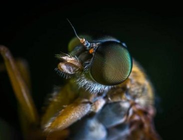 Co jste nevěděli o hmyzu: Nejde jen o škůdce, hmyz je důležitější, než si myslíme! - NeposlušnéTlapky