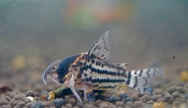 Schwartz Cory (Corydoras Schwartzi) – Houston Aqua 