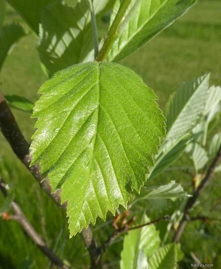 Jeřáb labský - list (Sorbus albensis), listy